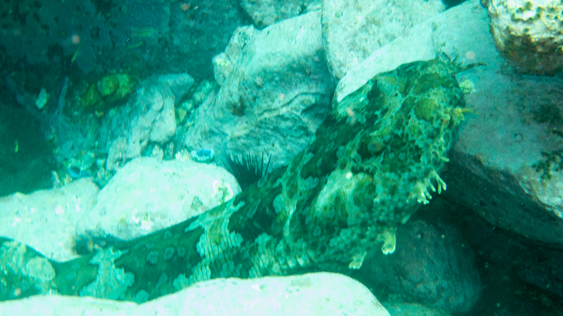 Wobbegong, The Wall, Long Reef, Sydney, Australia