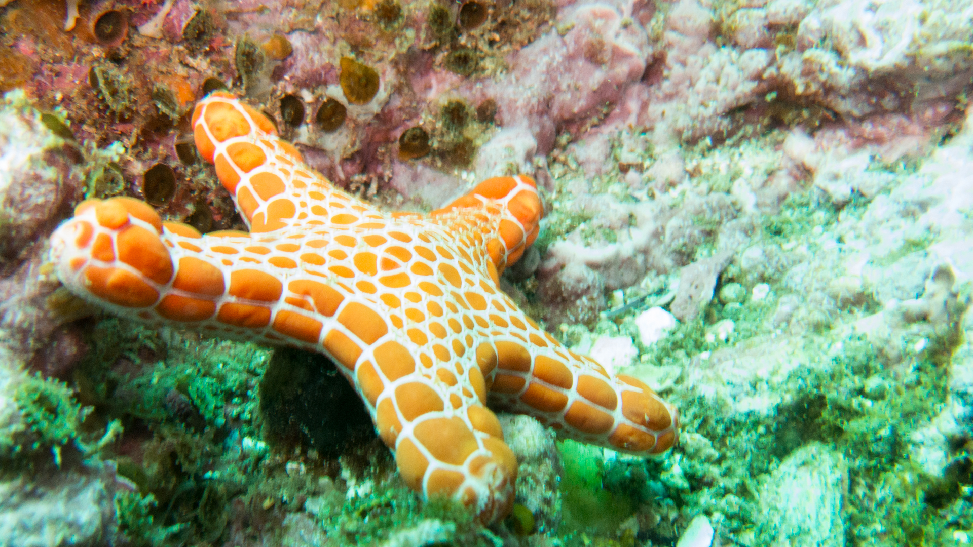 Starfish, The Wall, Long Reef, Sydney, Australia